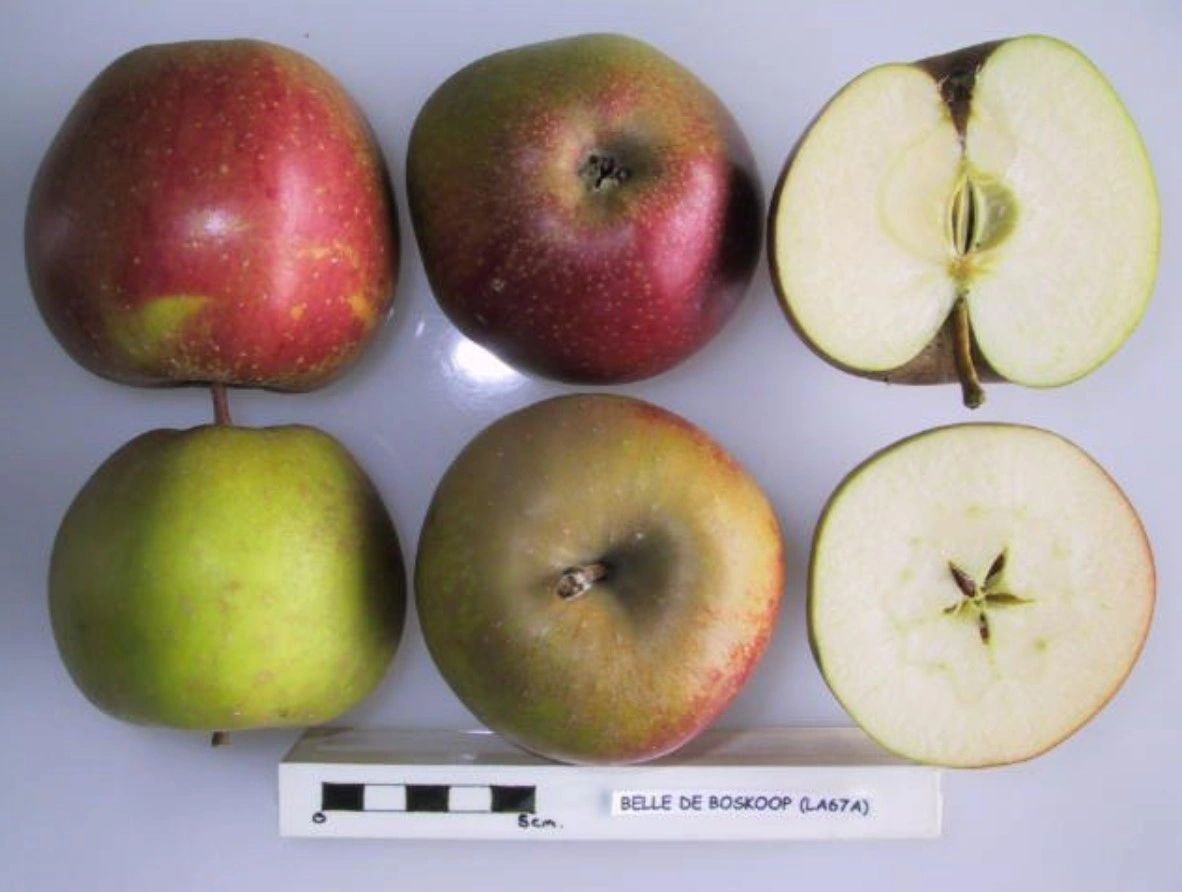Belle De Boskoop - Image 2