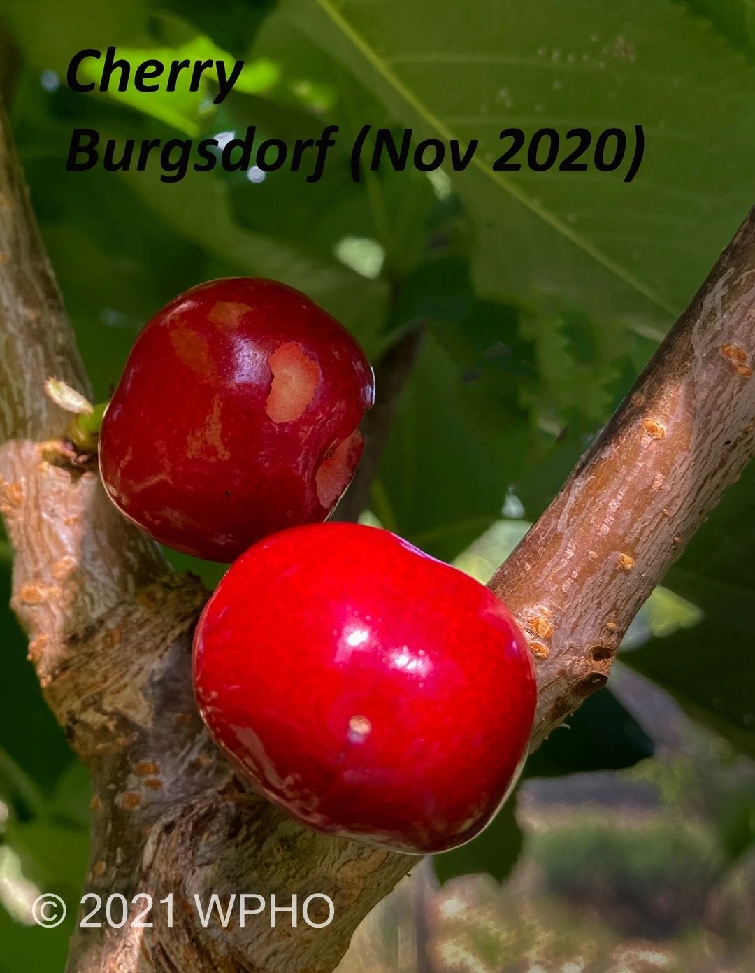 Burgsdorf - Image 3