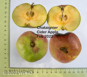 Chataignier - Image 2