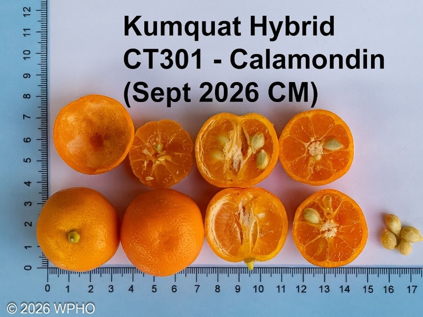 Calamondin