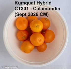 Calamondin - Image 2