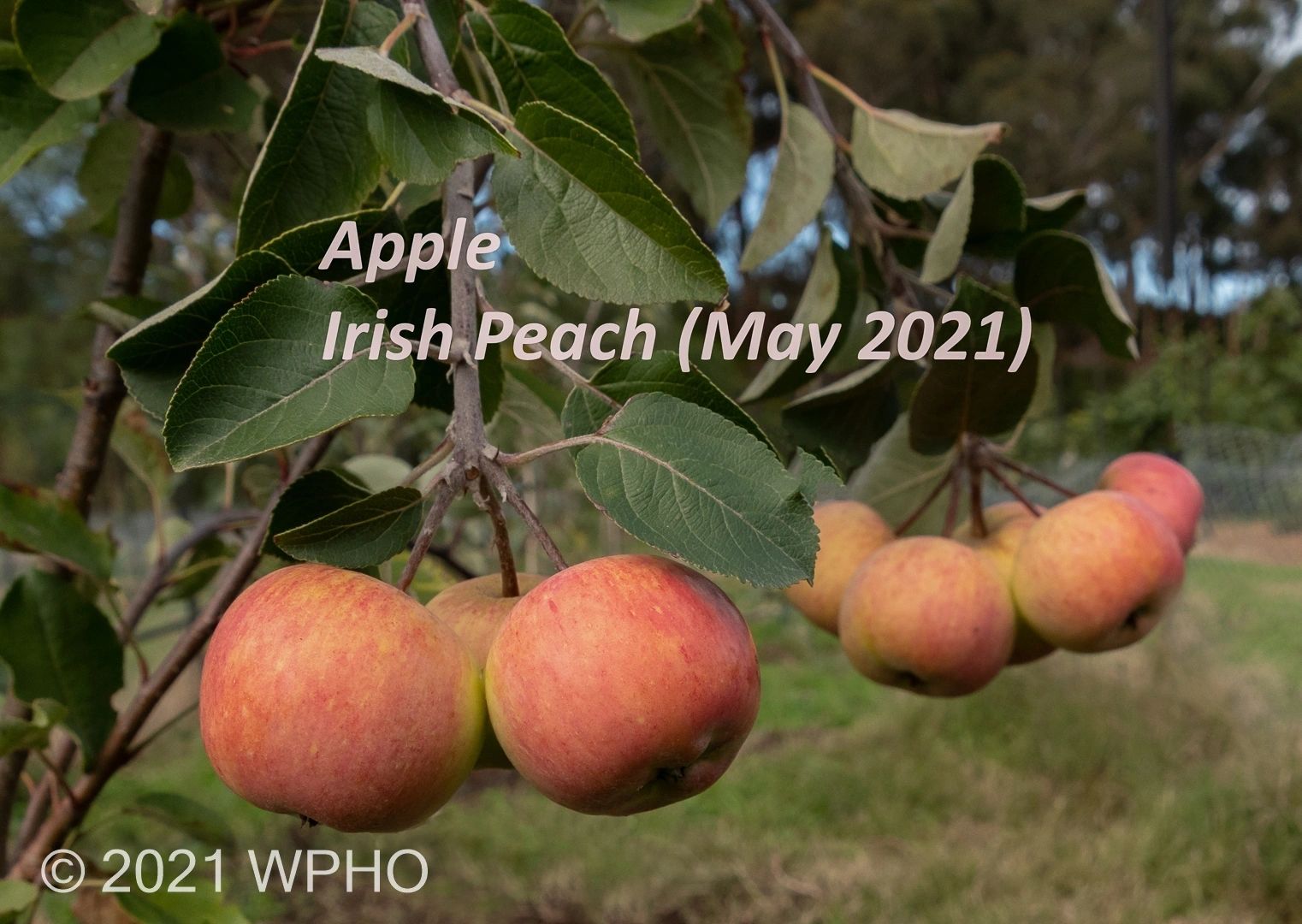 Irish Peach - Image 2