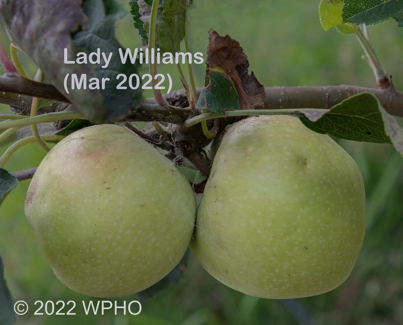 Lady Williams - Image 8