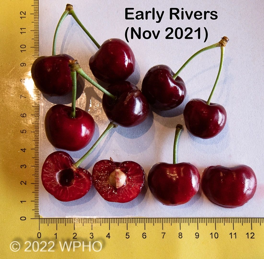 Early Rivers - Image 4