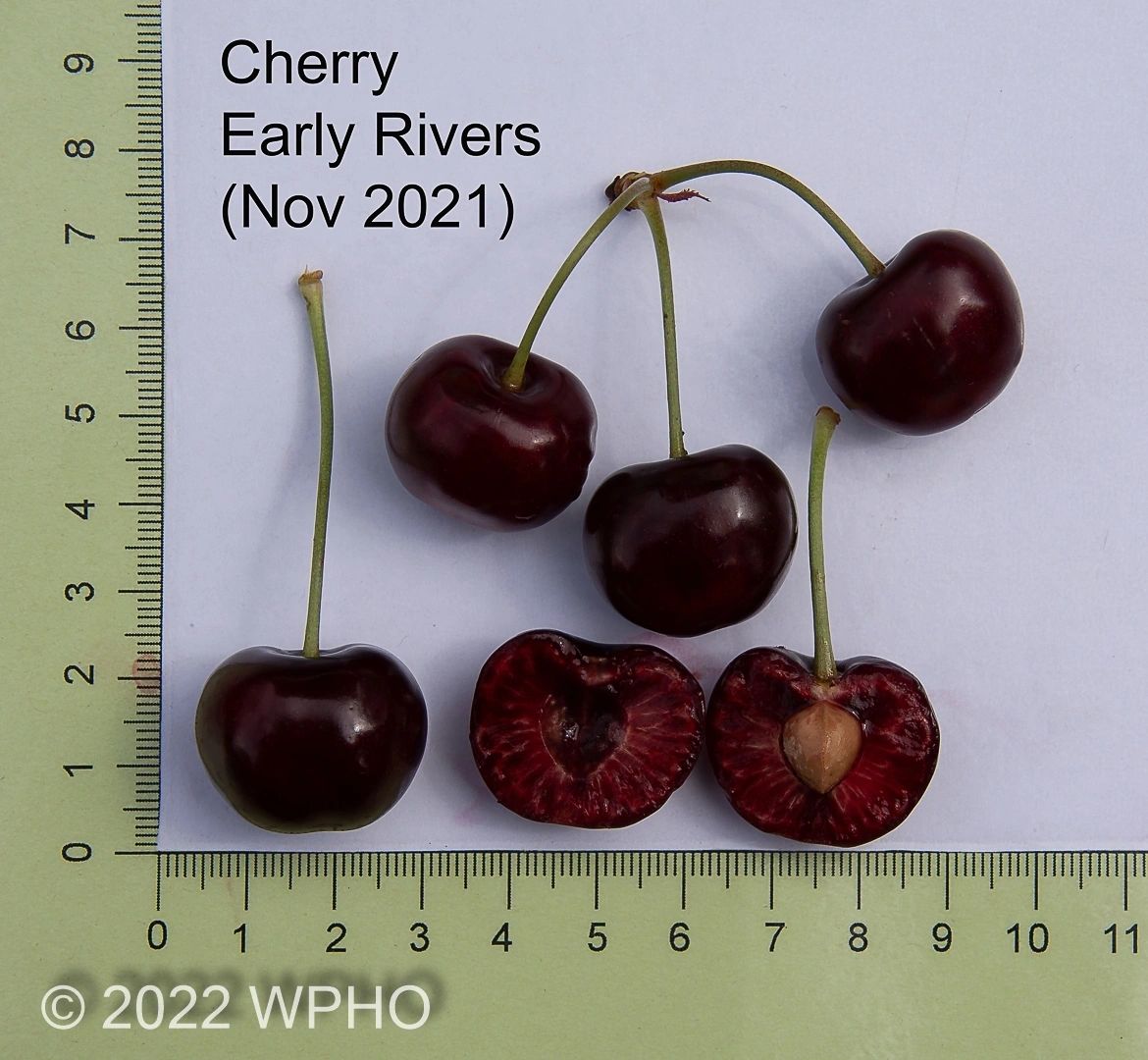Early Rivers - Image 2