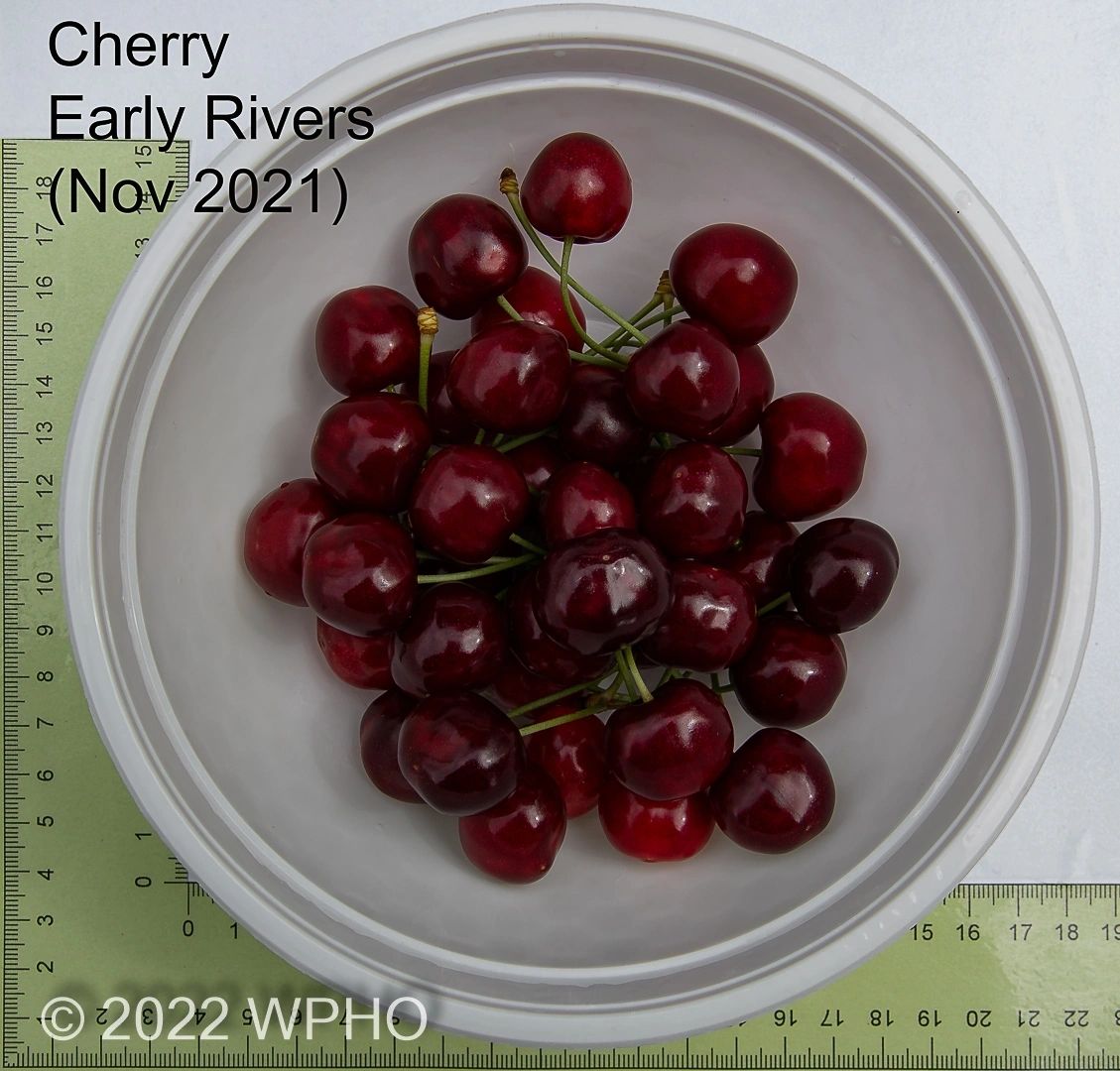 Early Rivers - Image 3