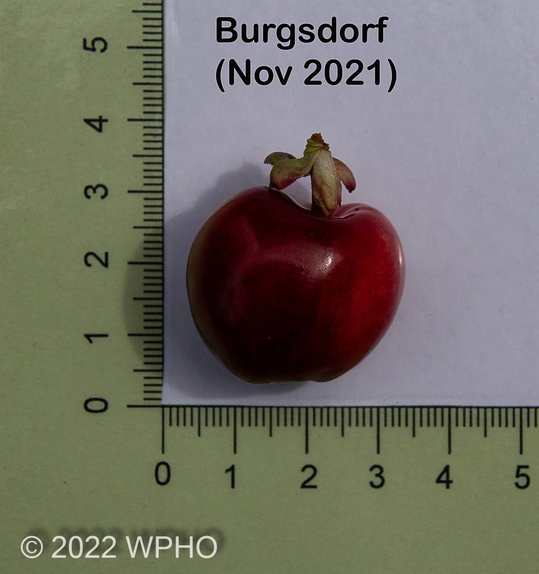 Burgsdorf - Image 4