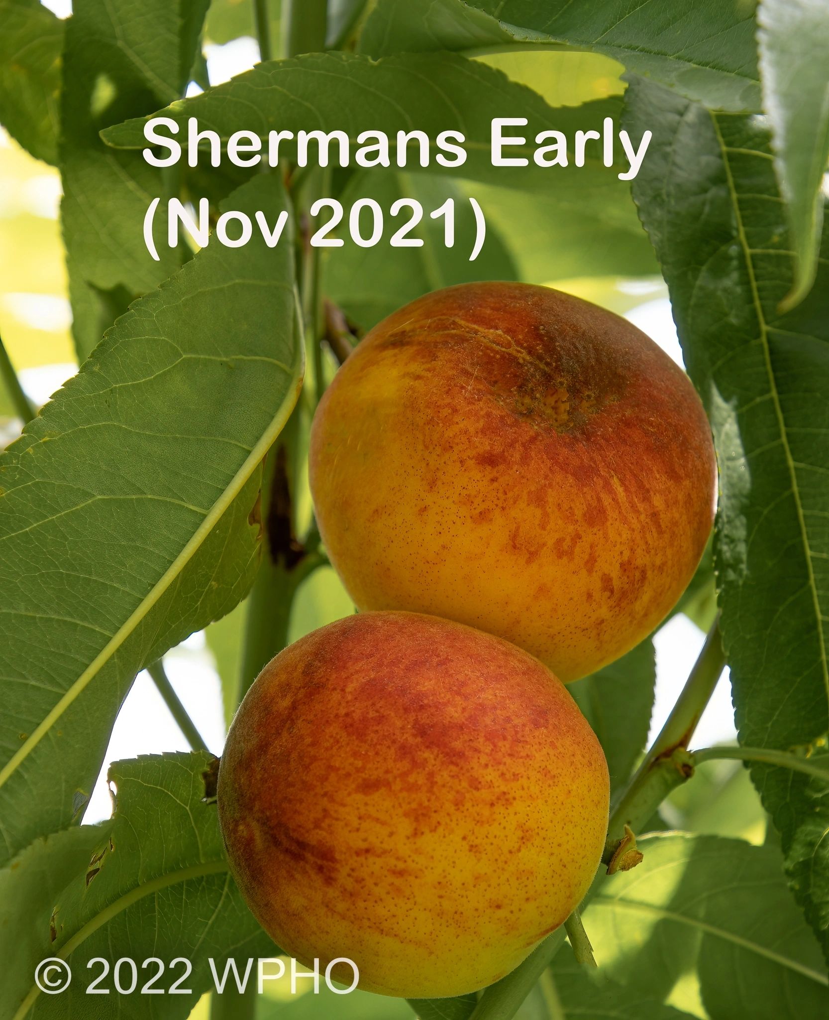 Shermans Early - Image 4