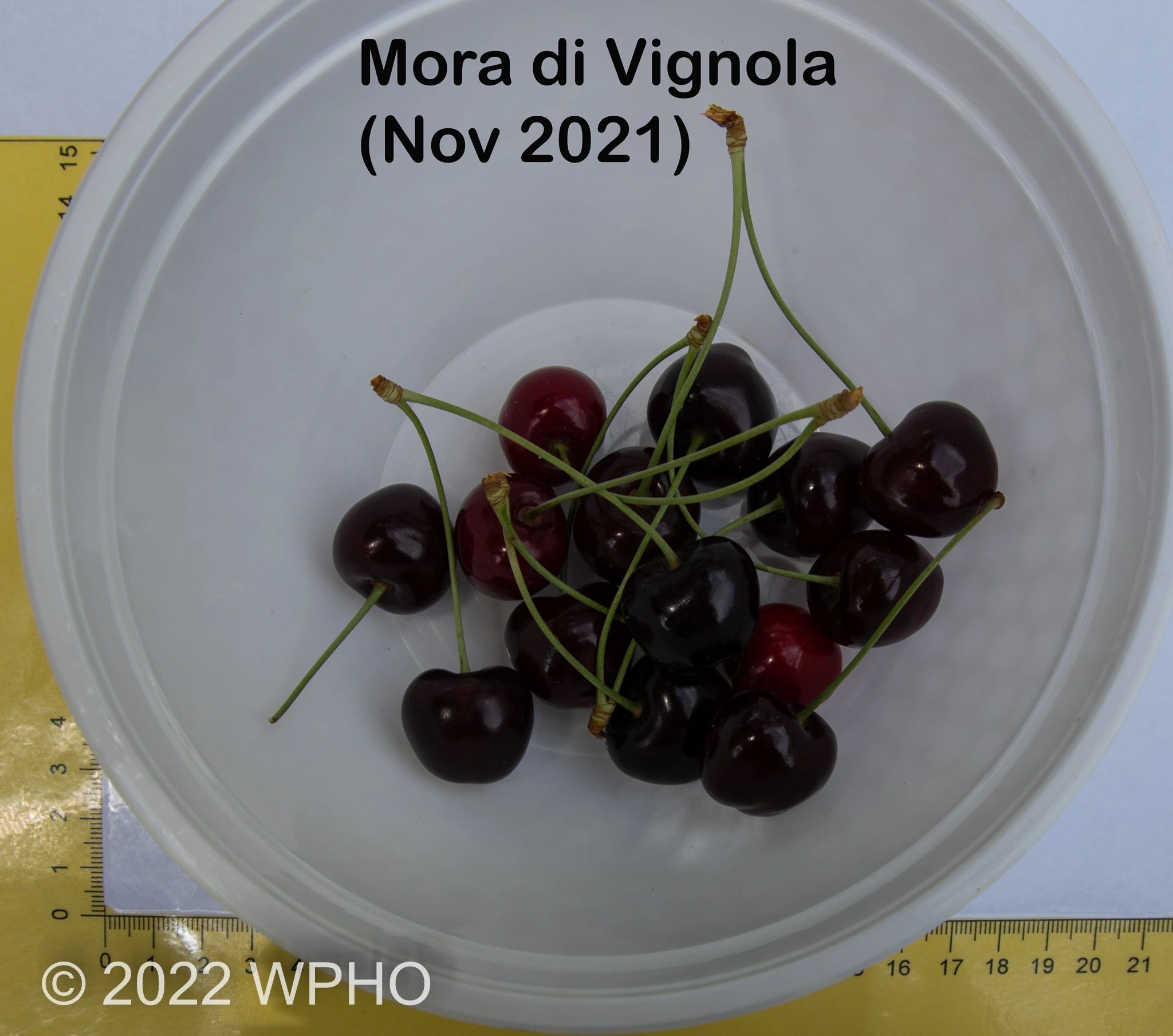 Mora Di Vignola - Image 3