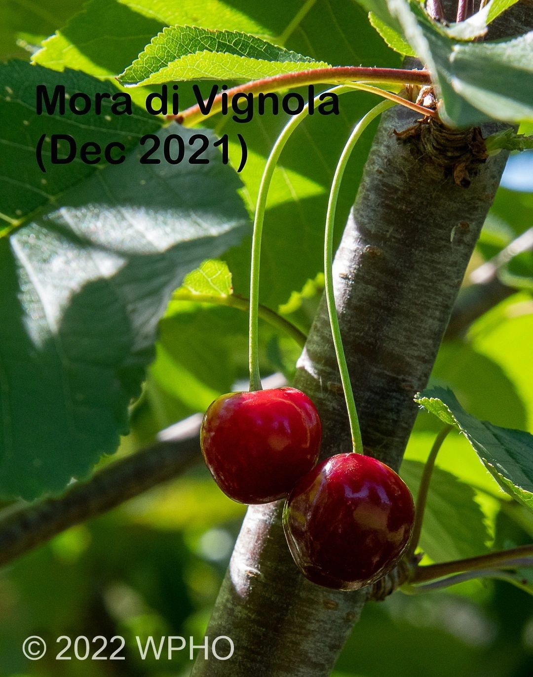 Mora Di Vignola - Image 7