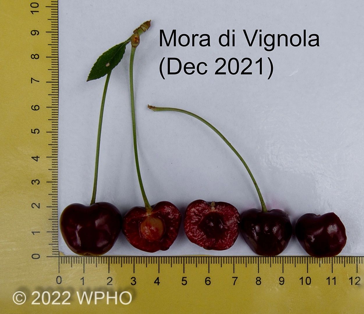 Mora Di Vignola - Image 2