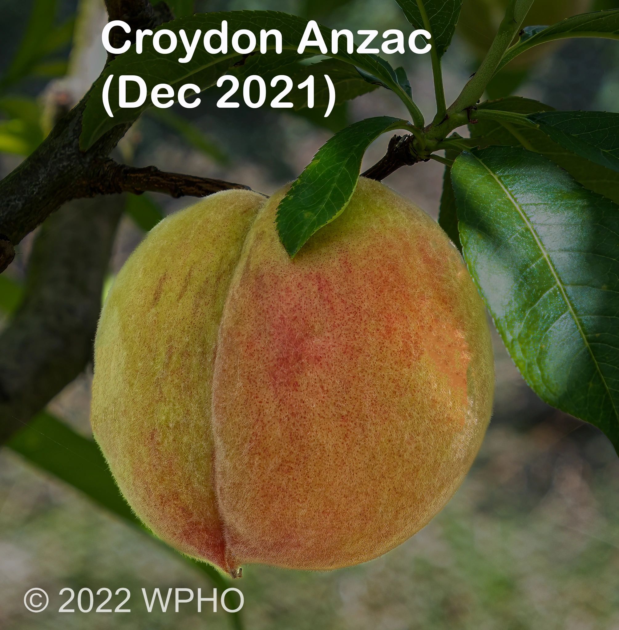 Croydon Anzac - Image 2