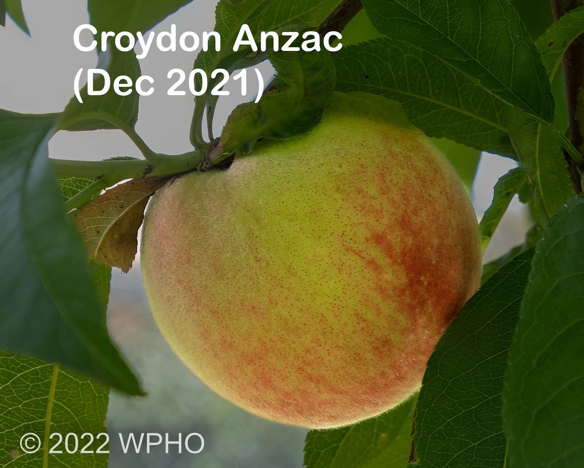 Croydon Anzac - Image 4