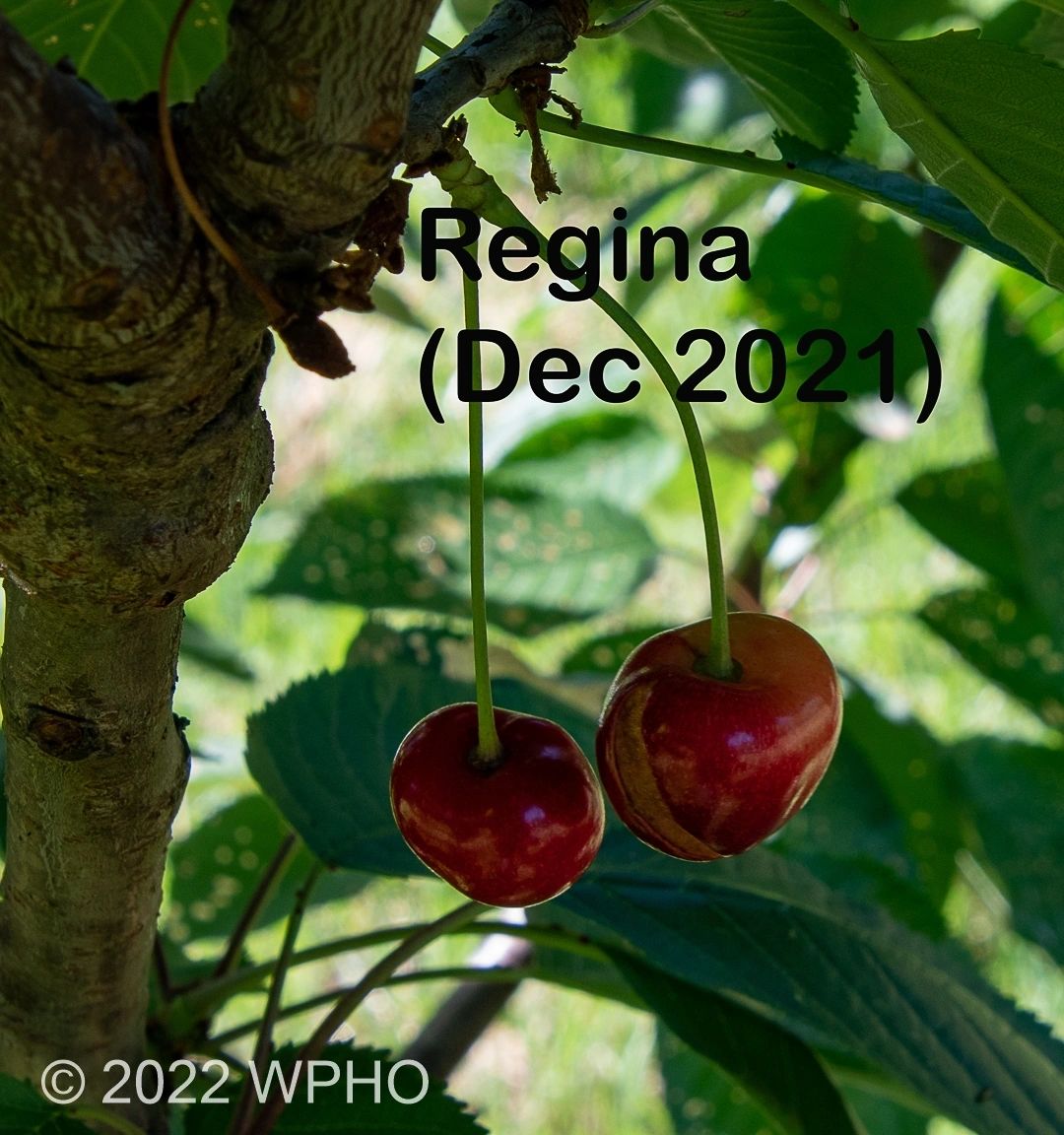 Regina - Image 2