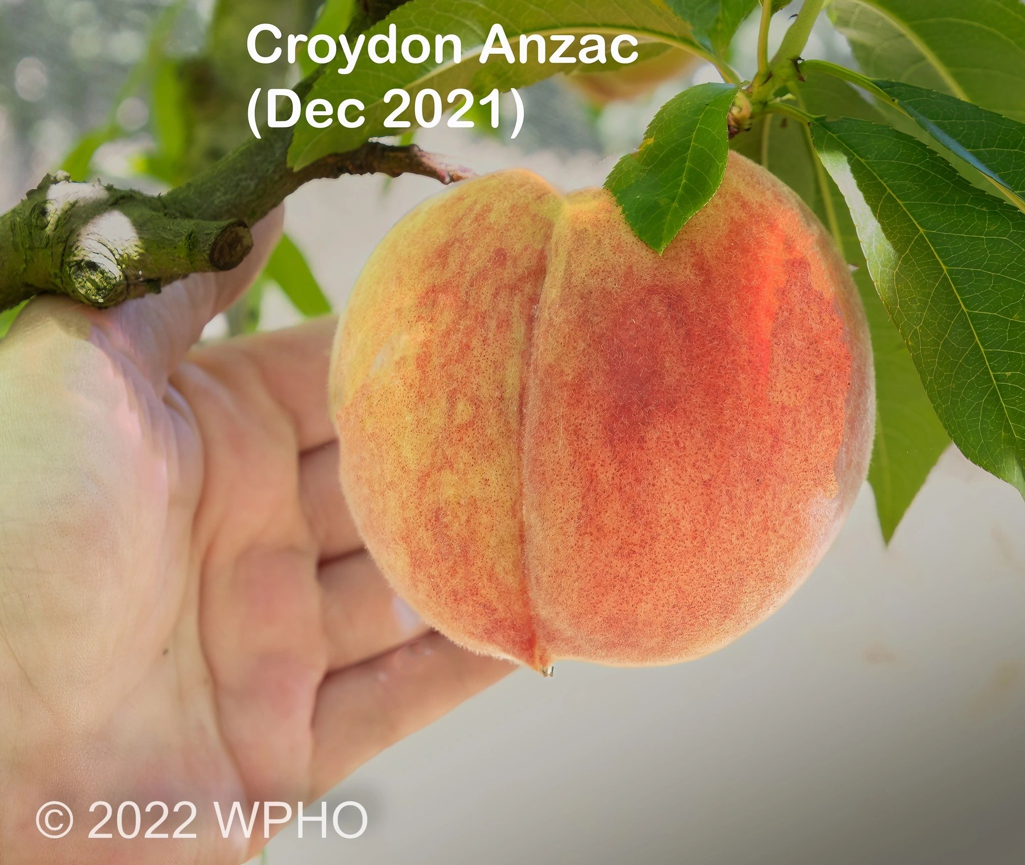 Croydon Anzac - Image 3