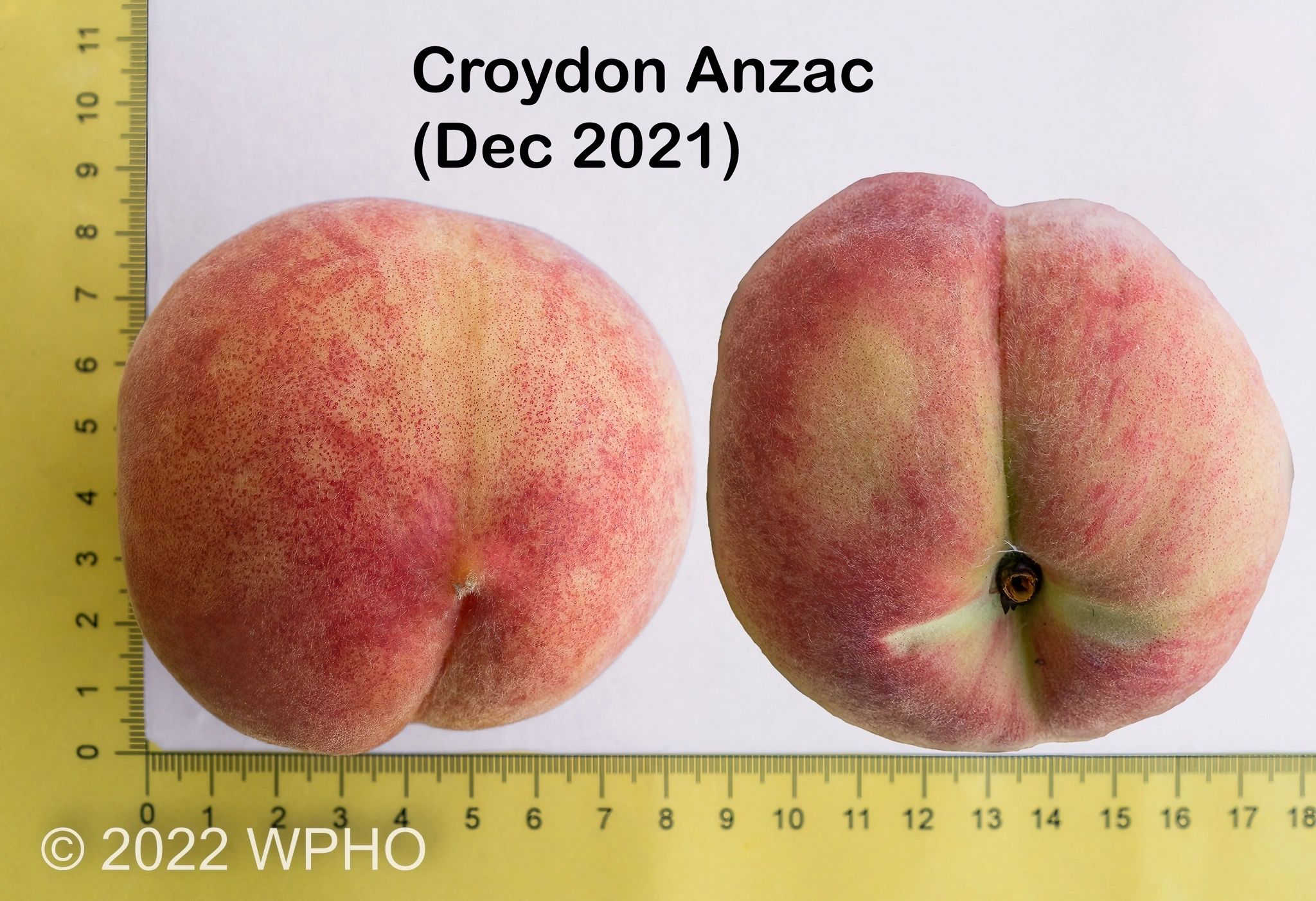 Croydon Anzac - Image 5