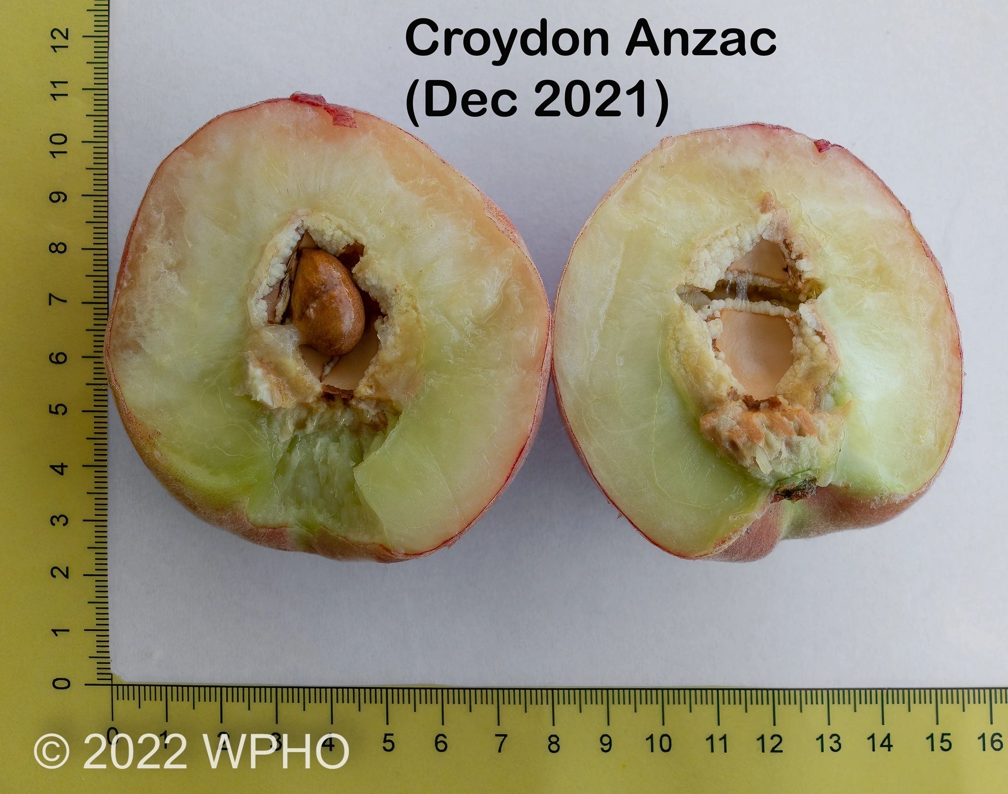 Croydon Anzac - Image 6