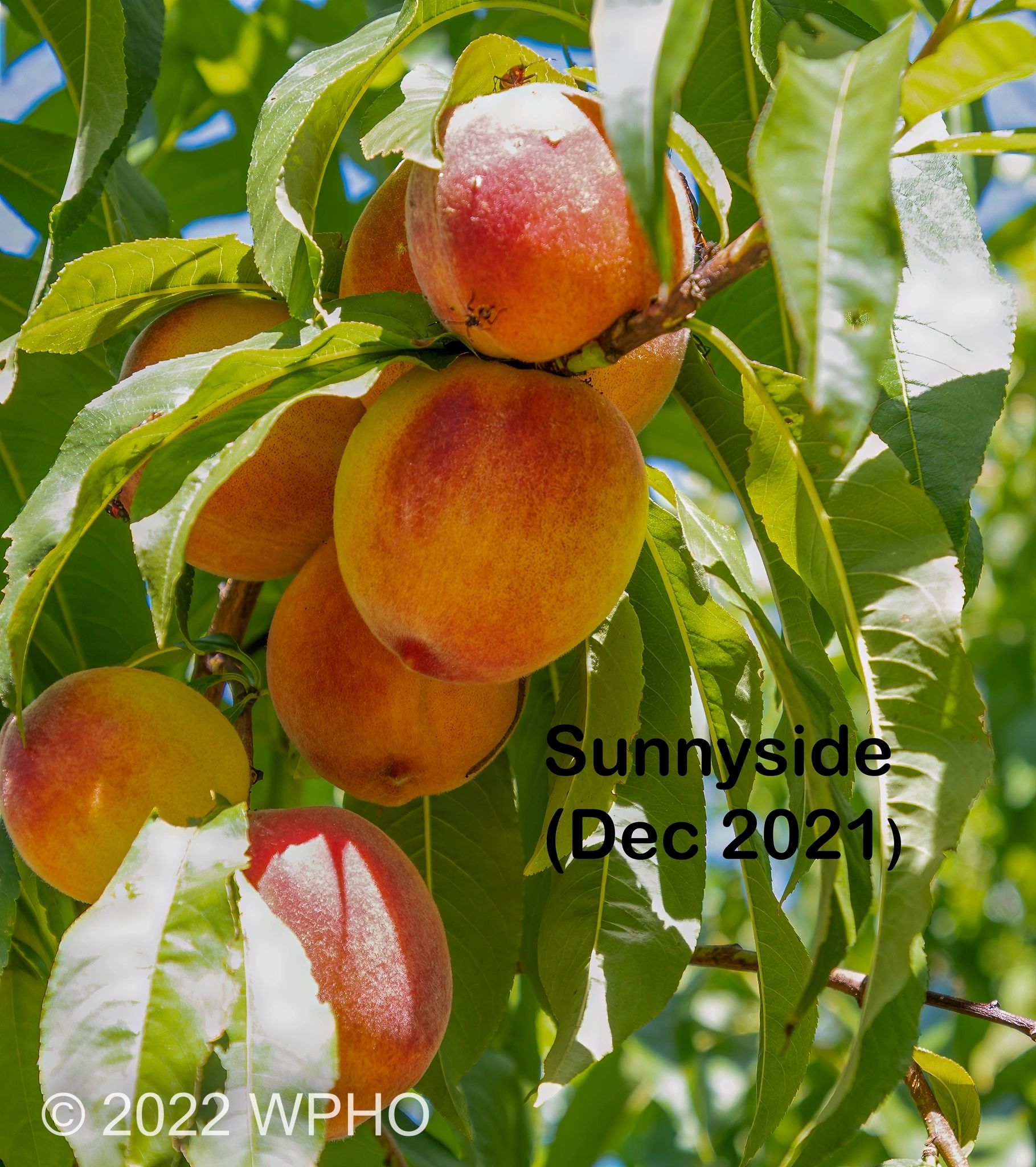 Sunnyside - Image 4