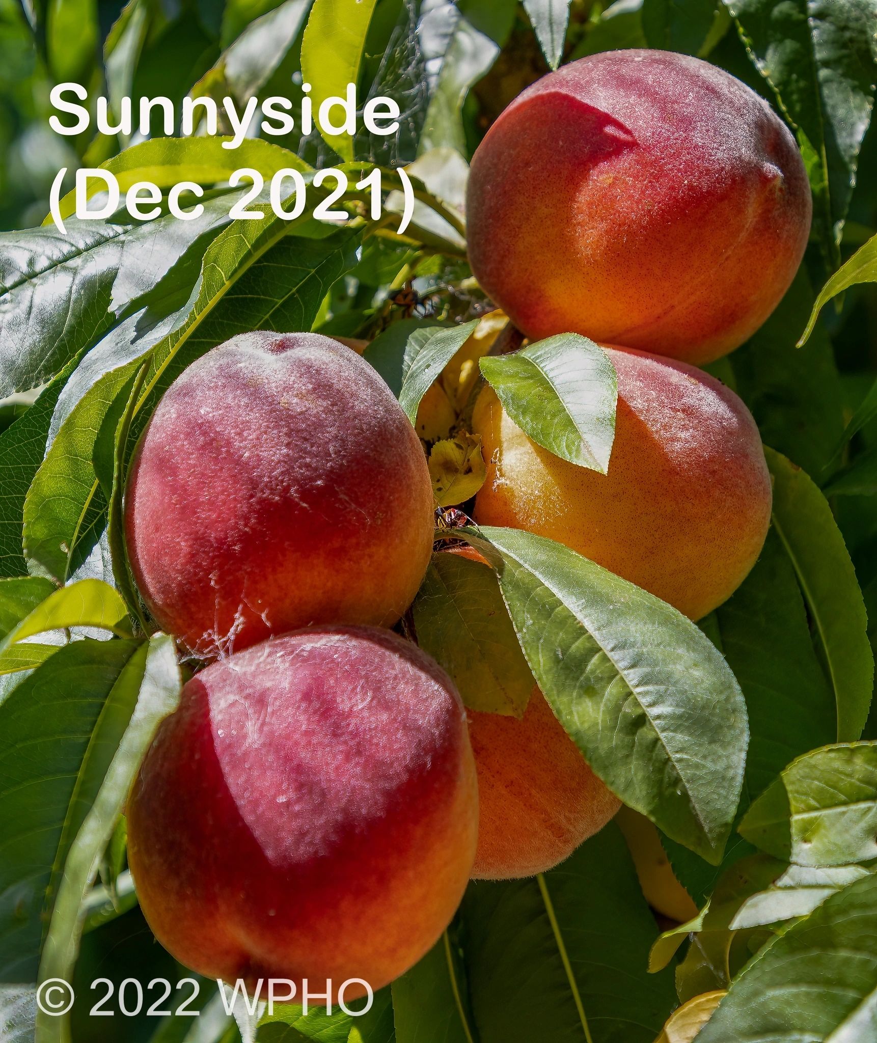 Sunnyside - Image 2