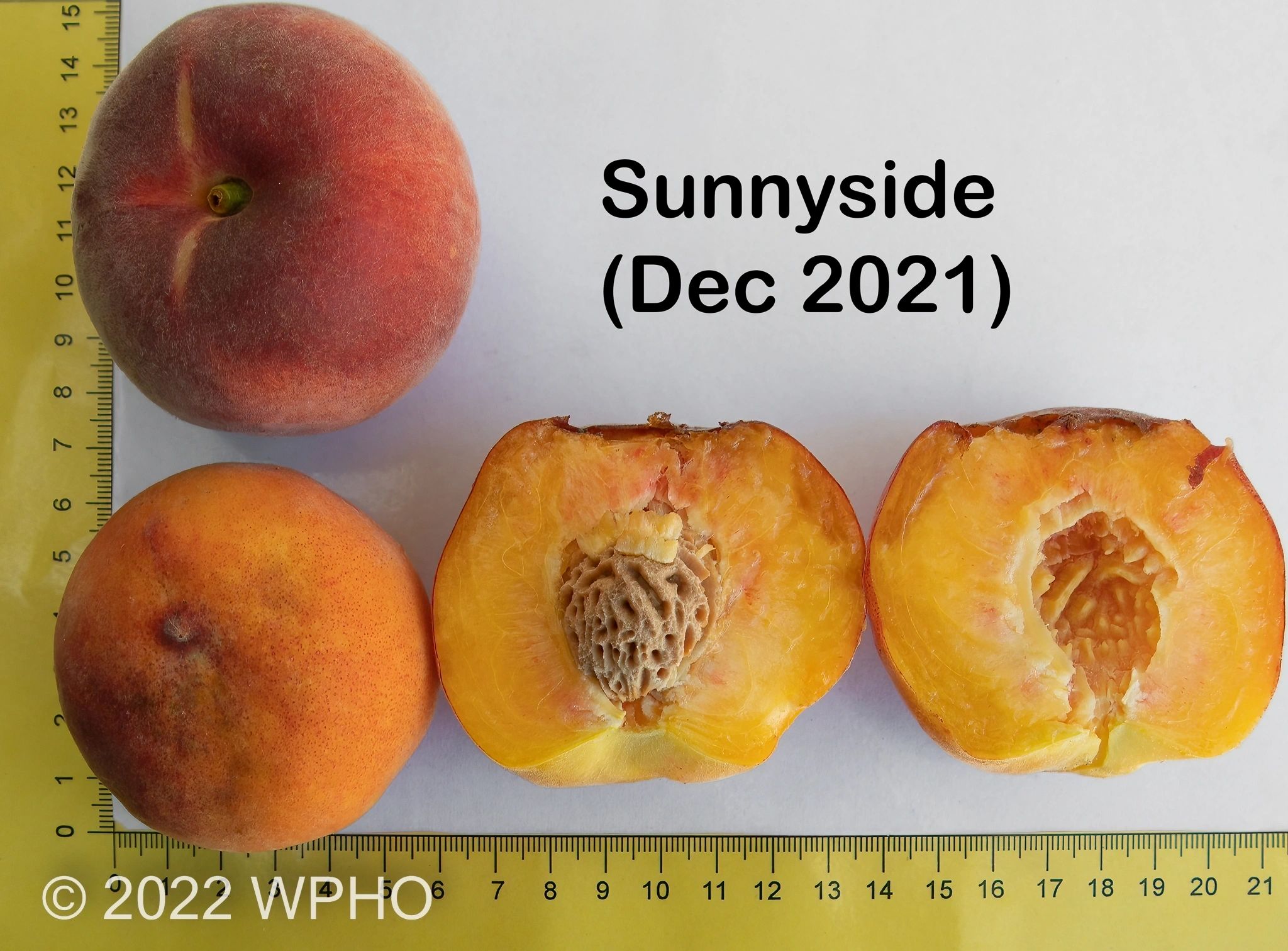 Sunnyside - Image 5