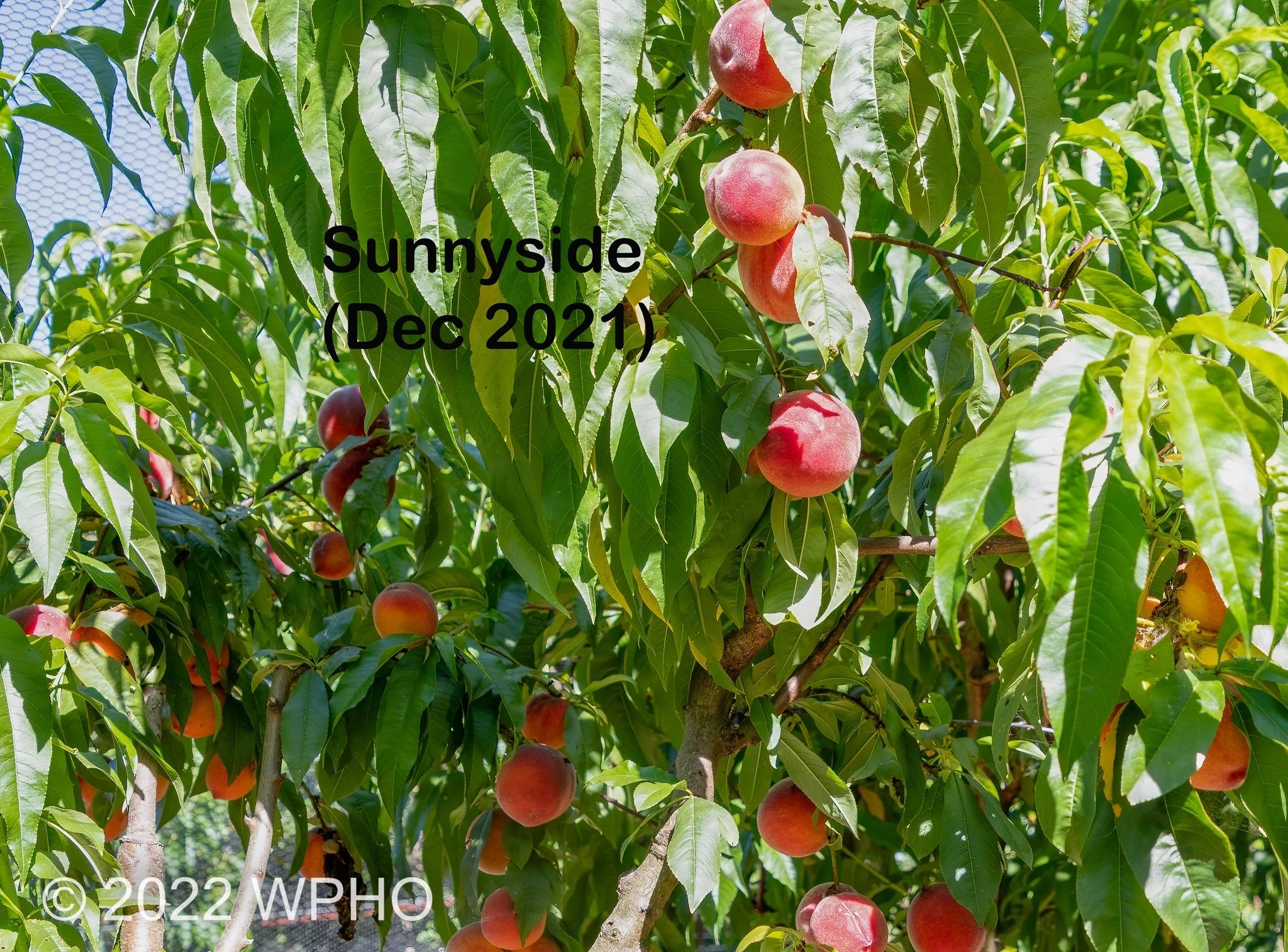 Sunnyside - Image 3