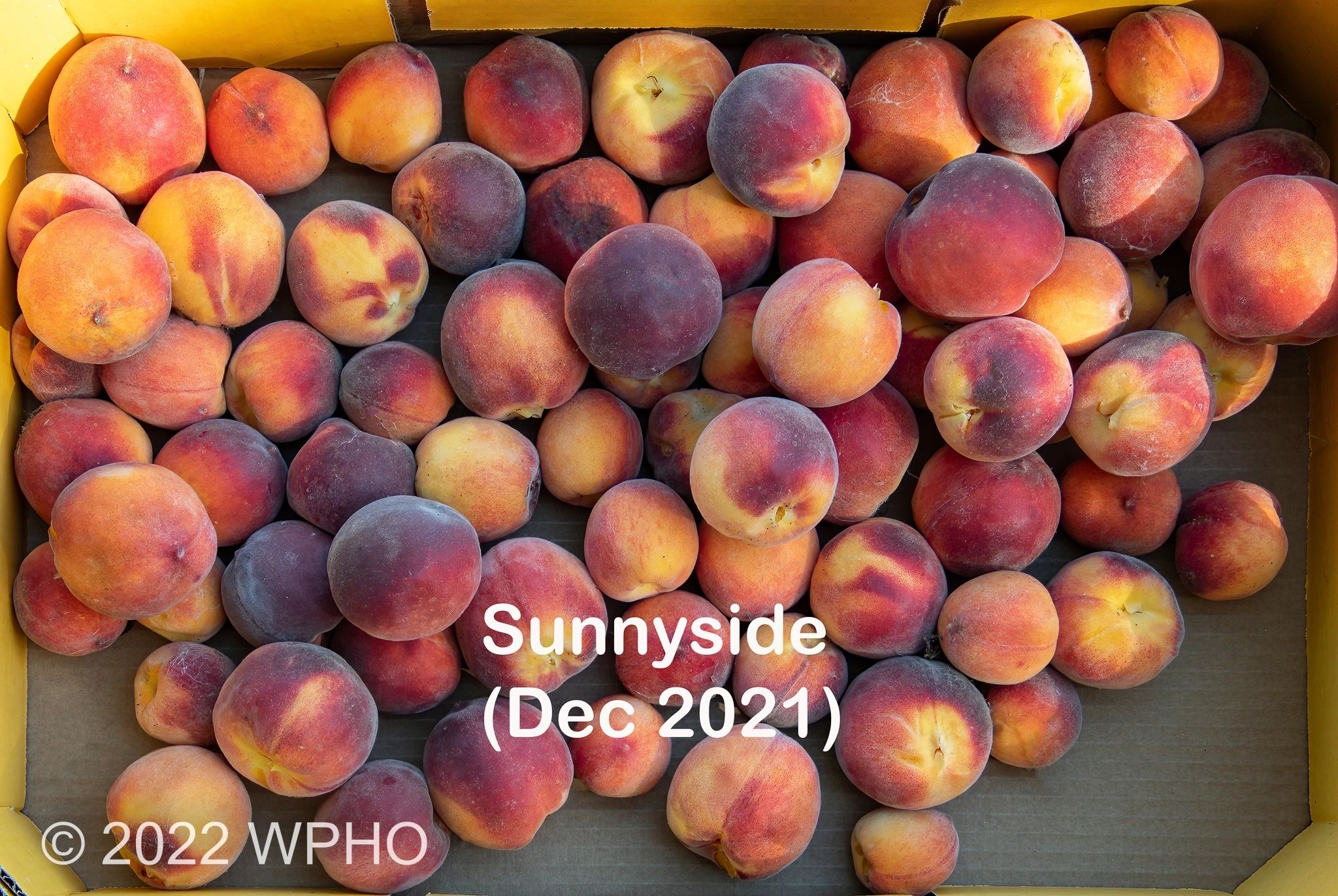 Sunnyside - Image 7