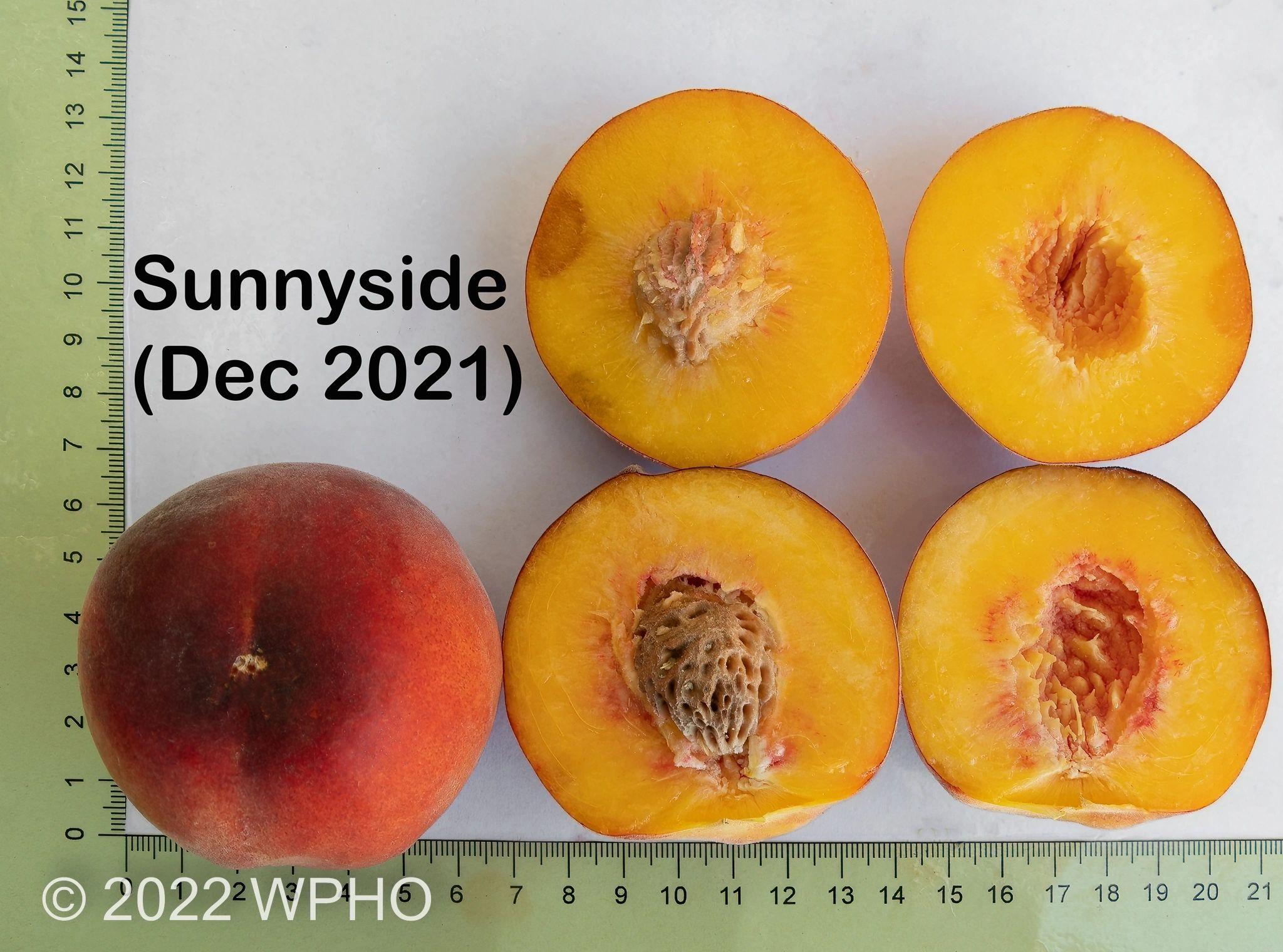 Sunnyside - Image 6
