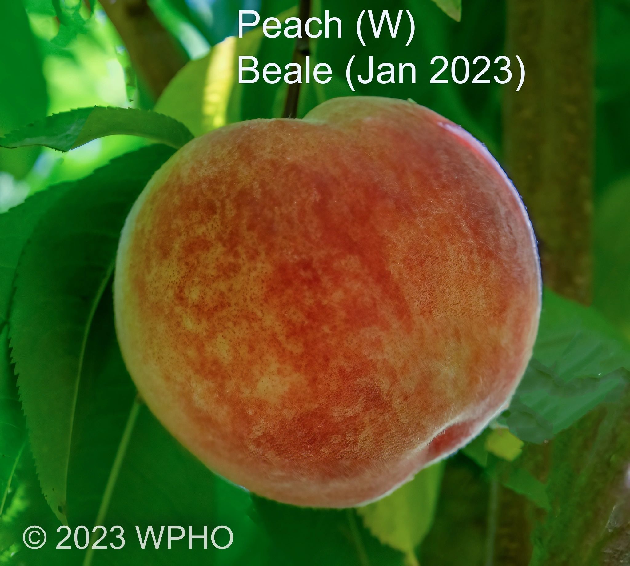 Beale - Image 2