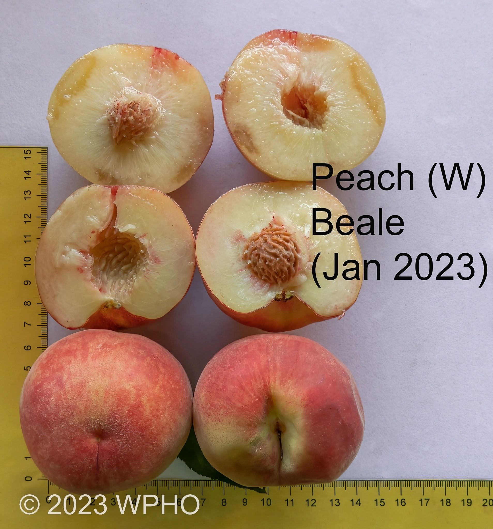 Beale - Image 3