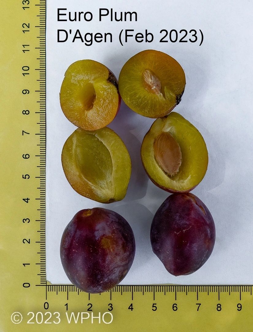 D'agen - Image 2