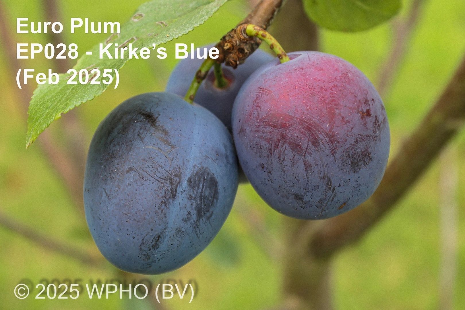 Kirke's Blue - Image 2