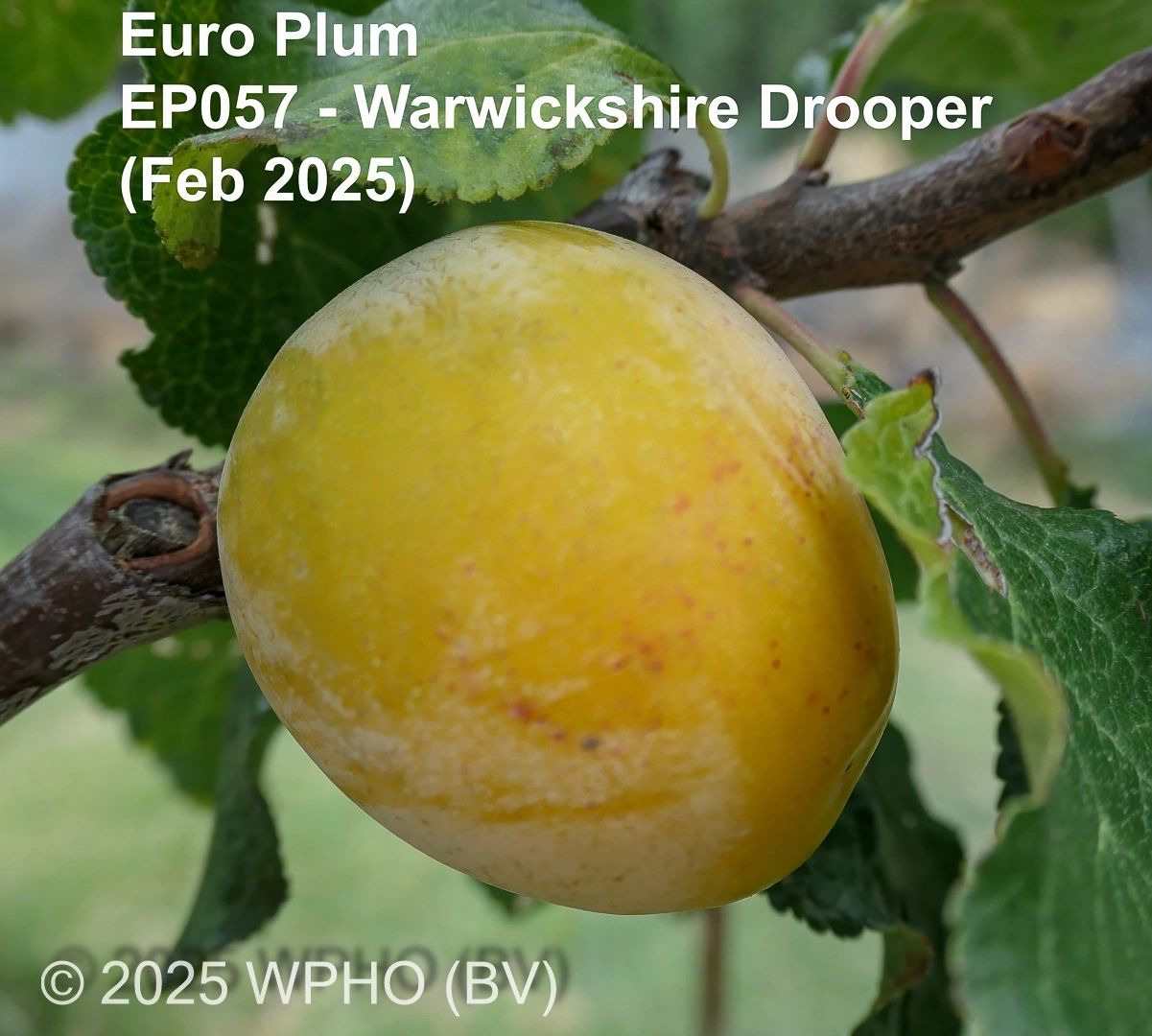 Warwickshire Drooper - Image 3