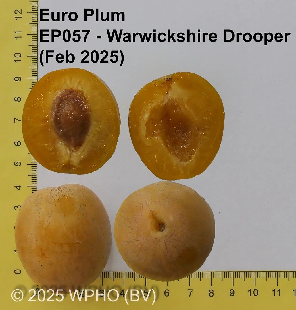 Warwickshire Drooper - Image 2