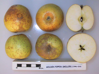 Golden Pippin - Image 2