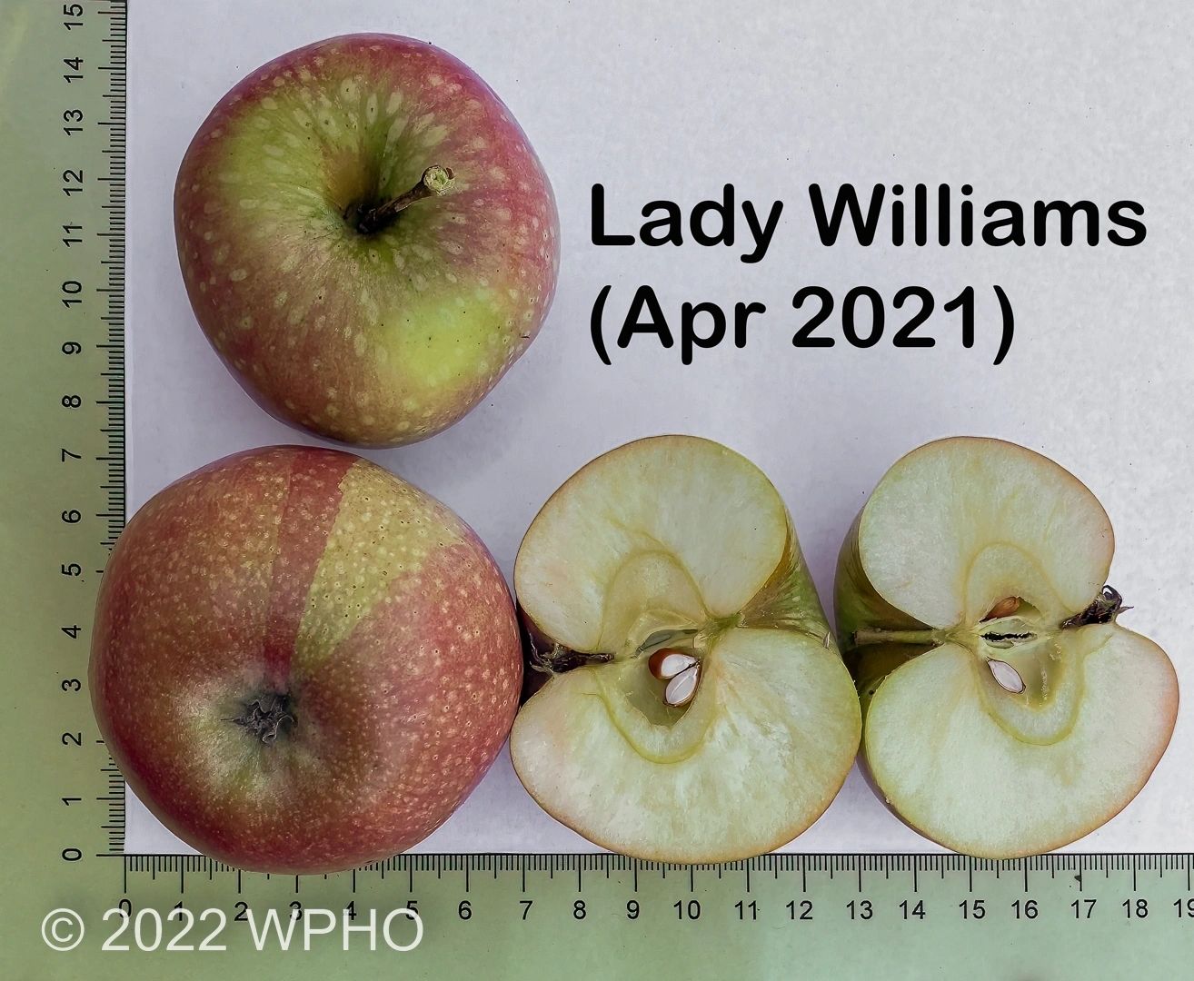 Lady Williams - Image 2