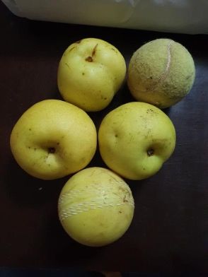 Korean Nashi - Image 2