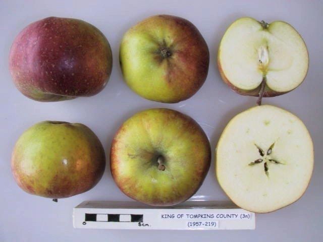 King Of Tompkins County - Image 2