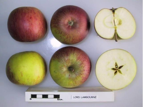Lord Lambourne - Image 2