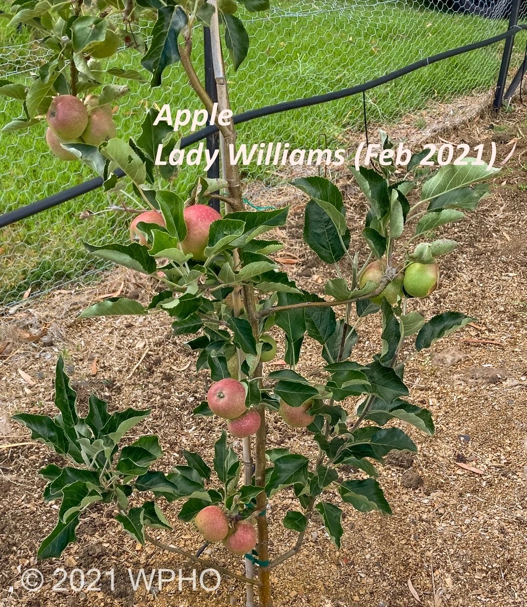 Lady Williams - Image 5