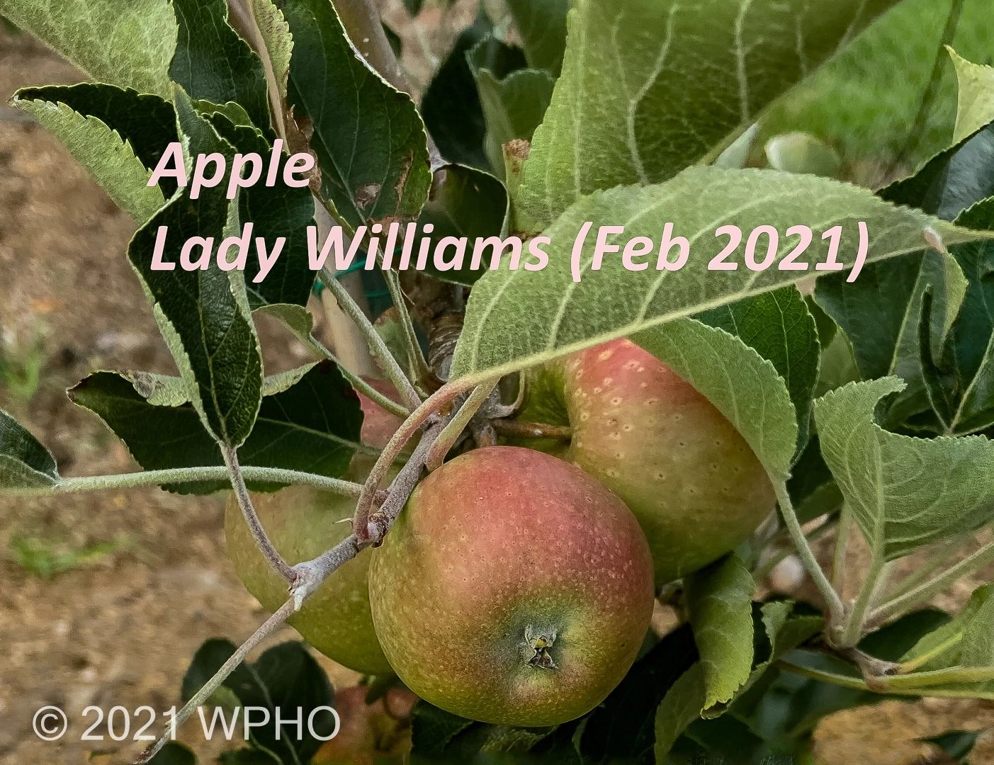 Lady Williams - Image 6