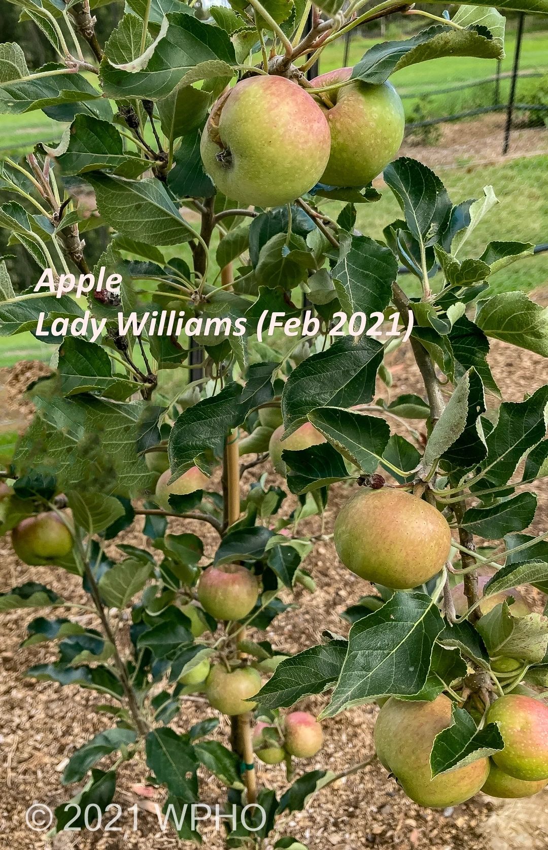 Lady Williams - Image 4