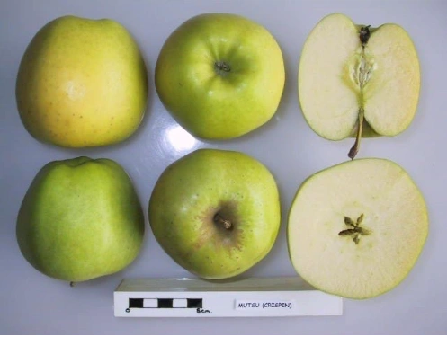 Mutsu - Image 2