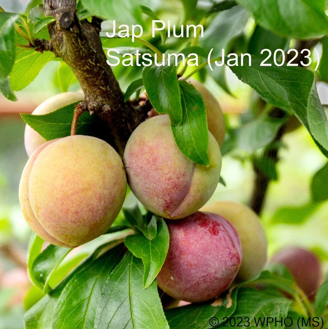 Satsuma - Image 3