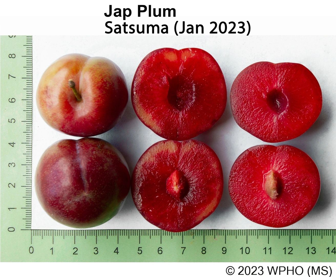 Satsuma - Image 2