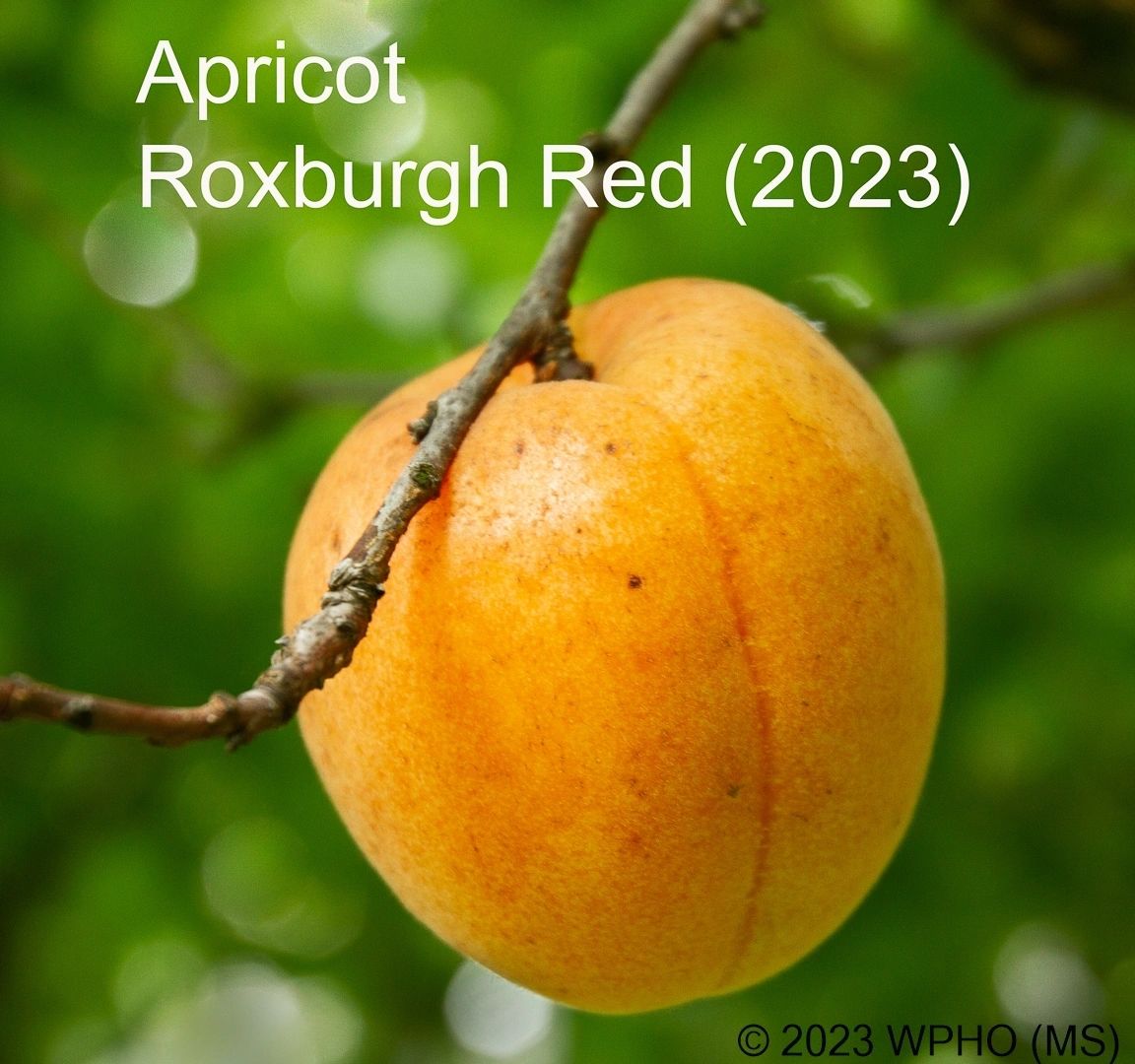 Roxburgh Red - Image 5