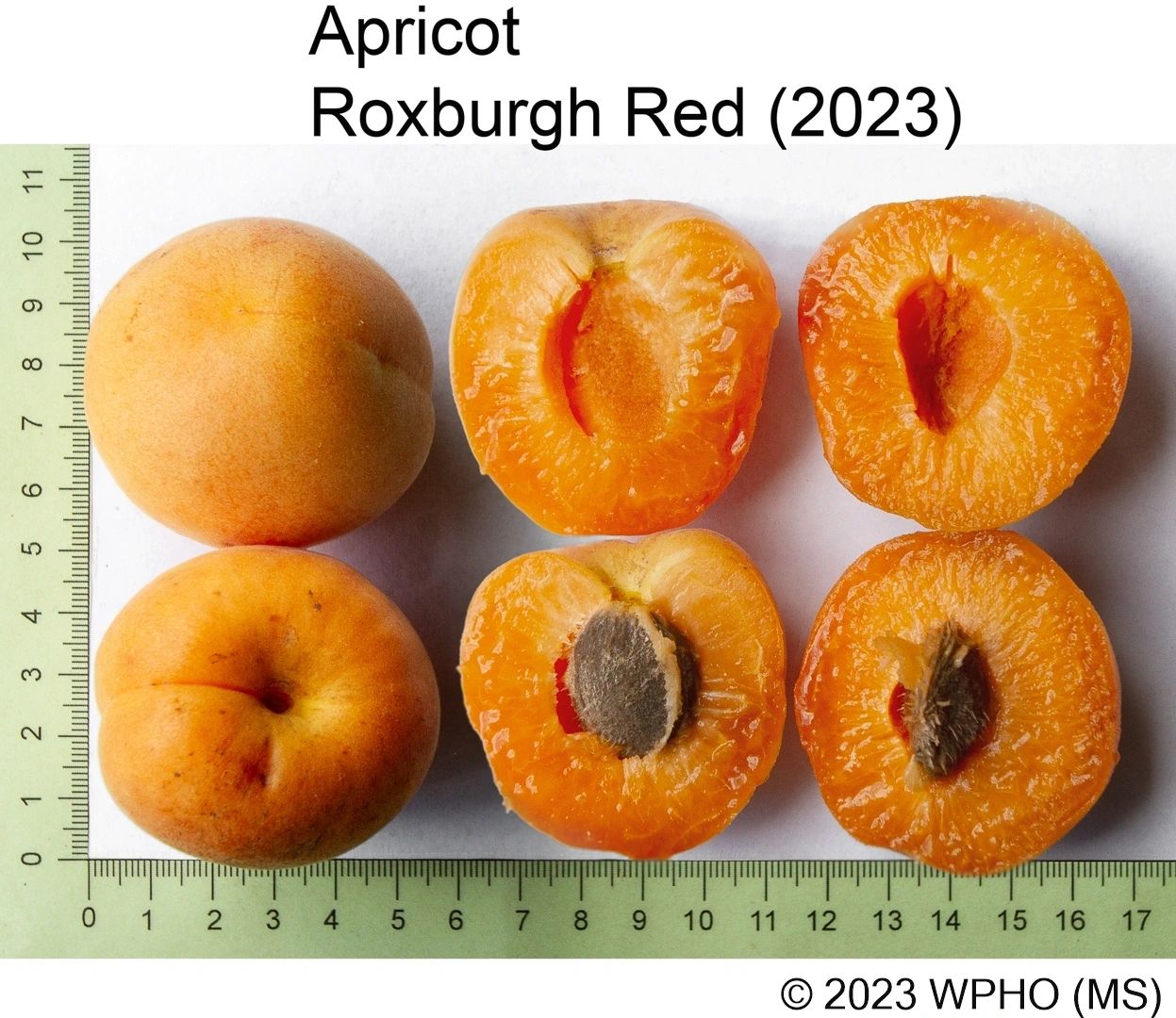 Roxburgh Red - Image 2