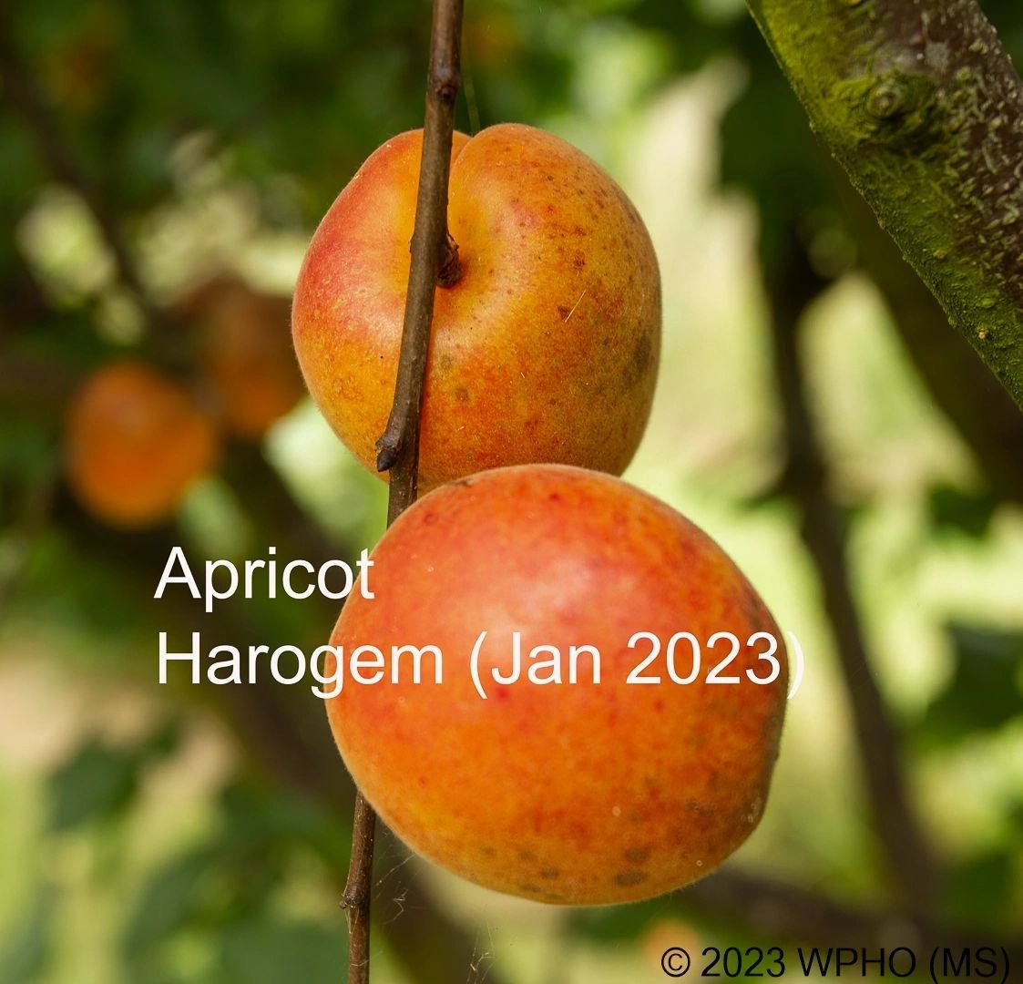 Harogem - Image 3