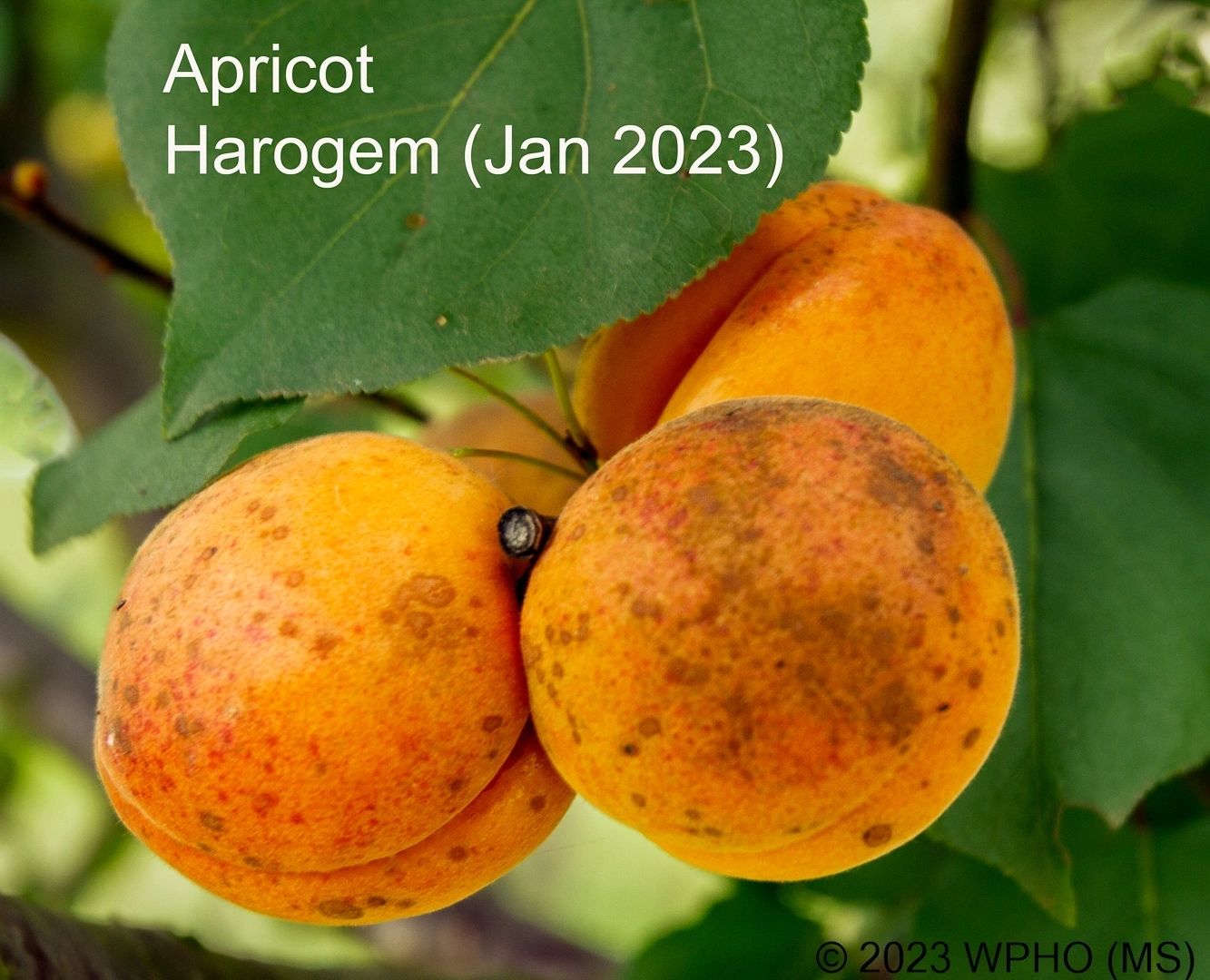 Harogem - Image 4
