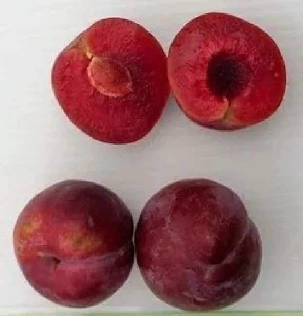 Satsuma - Image 4