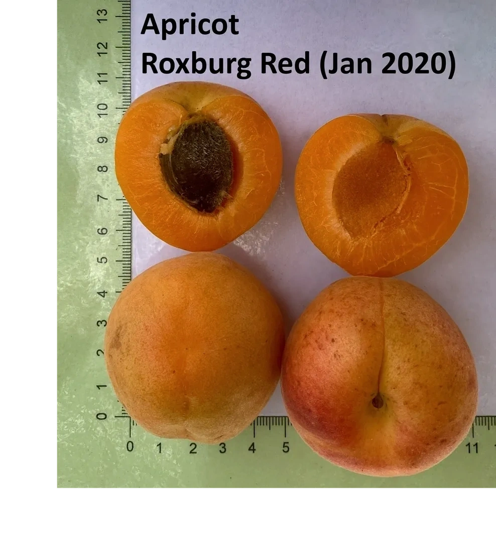 Roxburgh Red - Image 4